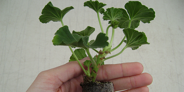 Geranium Rooted Cutting